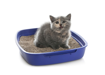 Photo of Cute British Shorthair kitten in litter box on white background
