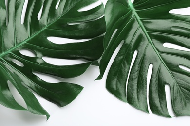 Photo of Beautiful monstera leaves on white background, top view. Tropical plant