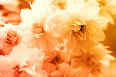 Image of Beautiful blossom as background, closeup. Toned in orange