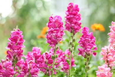 Beautiful spring flowers in garden on sunny day