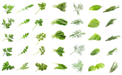 Image of Set with different herbs on white background