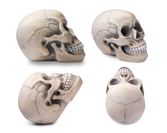 Image of Set with models of human skull on white background