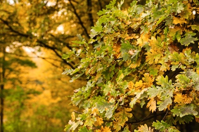 Photo of Closeup view of tree branches with leaves on autumn day