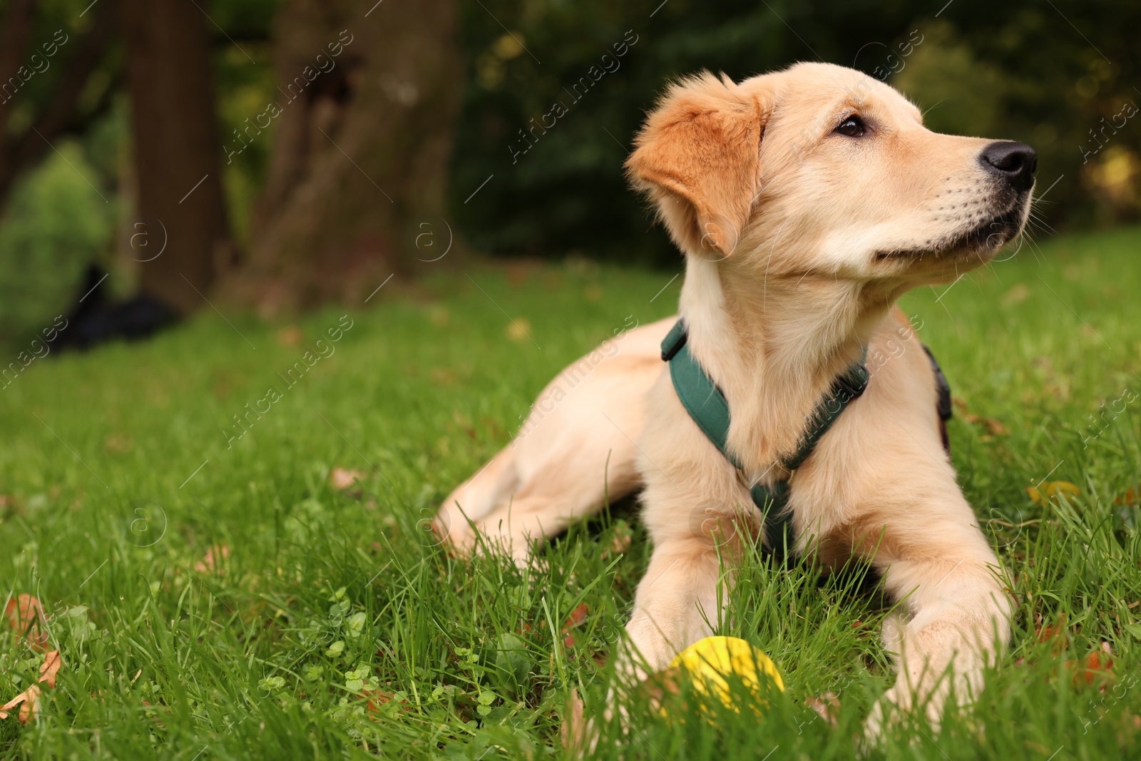 Photo of Cute Labrador Retriever puppy playing with ball on green grass in park, space for text