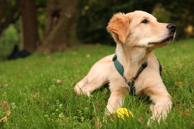 Photo of Cute Labrador Retriever puppy playing with ball on green grass in park, space for text