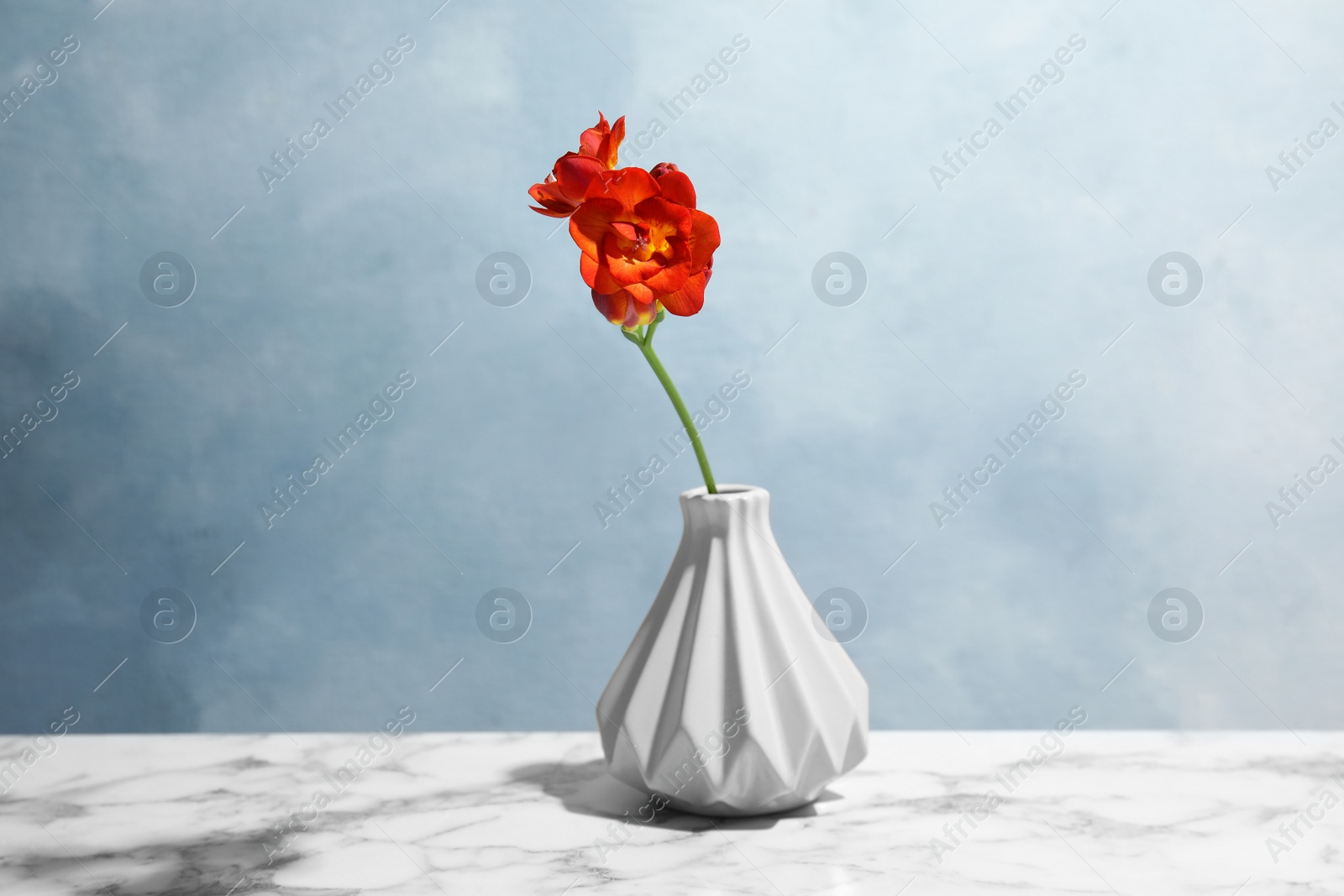 Photo of Spring freesia flower in vase on table against color background