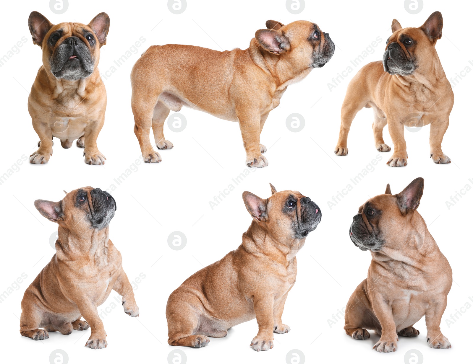 Image of Collage with photos of cute dog on white background