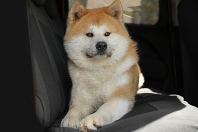 Photo of Cute fluffy Akita Inu dog in car