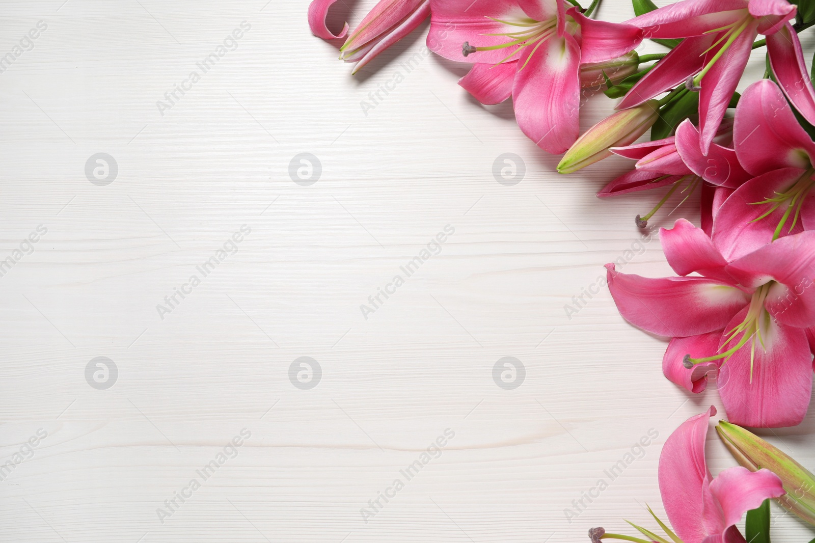 Photo of Beautiful pink lily flowers on white wooden table, space for text