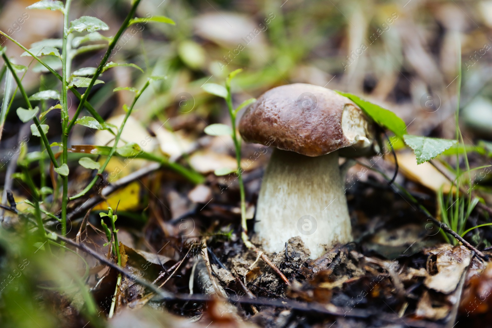 Photo of Fresh wild mushroom growing in forest, closeup. Space for text