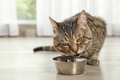 Photo of Cute tabby cat eating dry food on floor indoors. Friendly pet