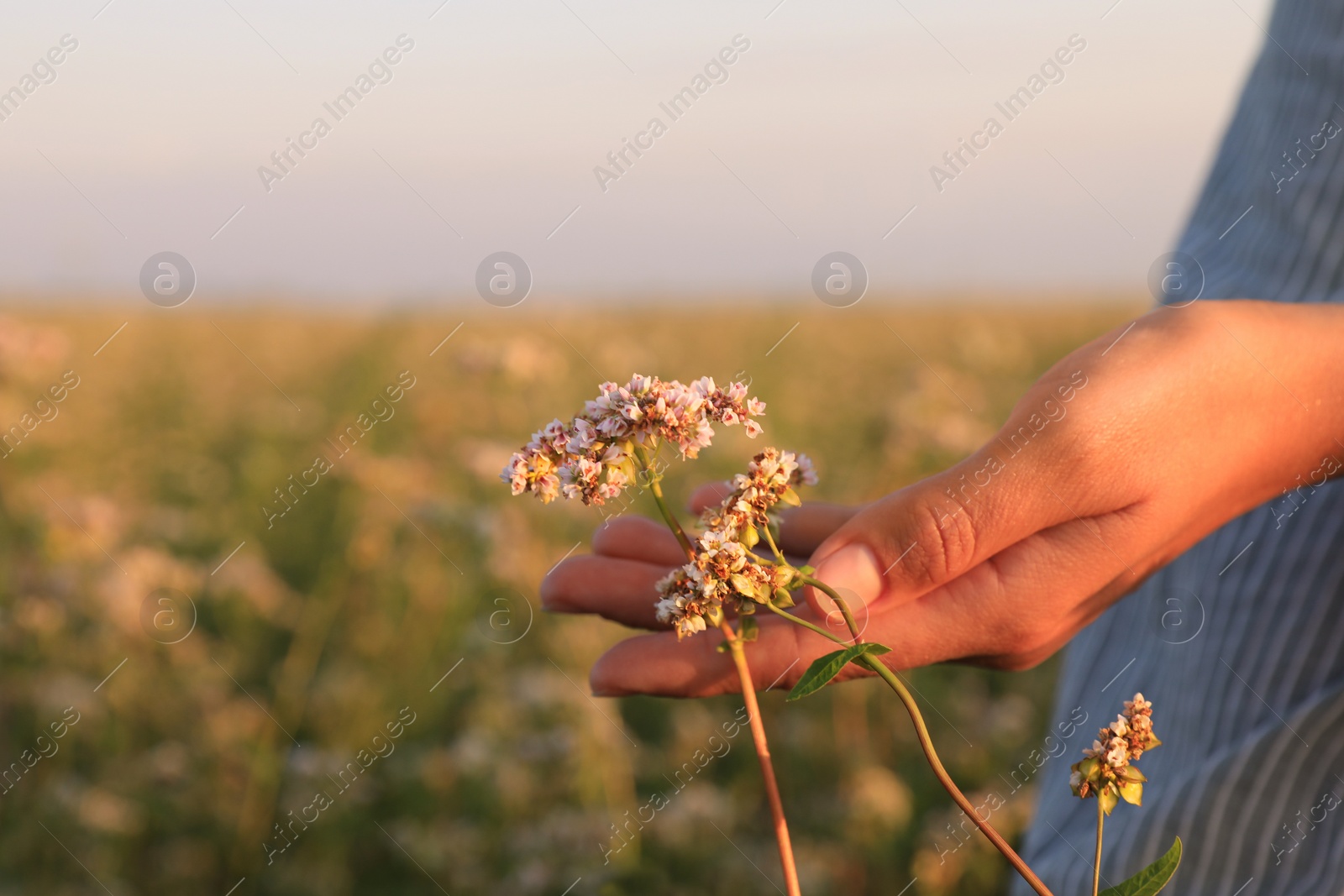 Photo of Woman in beautiful blossoming buckwheat field, closeup