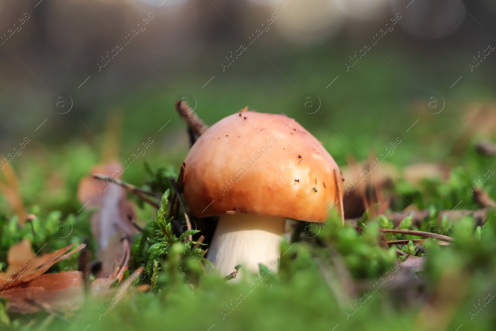 Photo of Russula mushroom growing in forest, closeup view