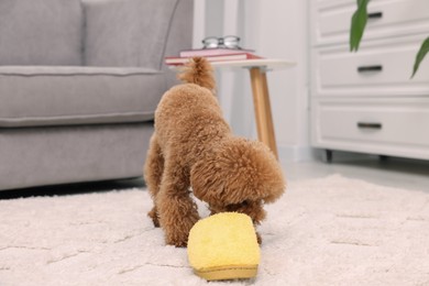 Photo of Cute Maltipoo dog near yellow slipper at home. Lovely pet