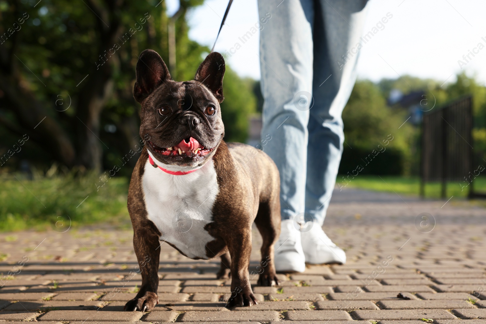 Photo of Woman walking with cute French Bulldog outdoors, closeup