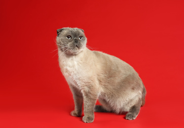 Cute Scottish fold cat on red background. Fluffy pet