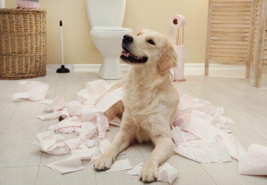 Photo of Cute dog playing with toilet paper in bathroom at home