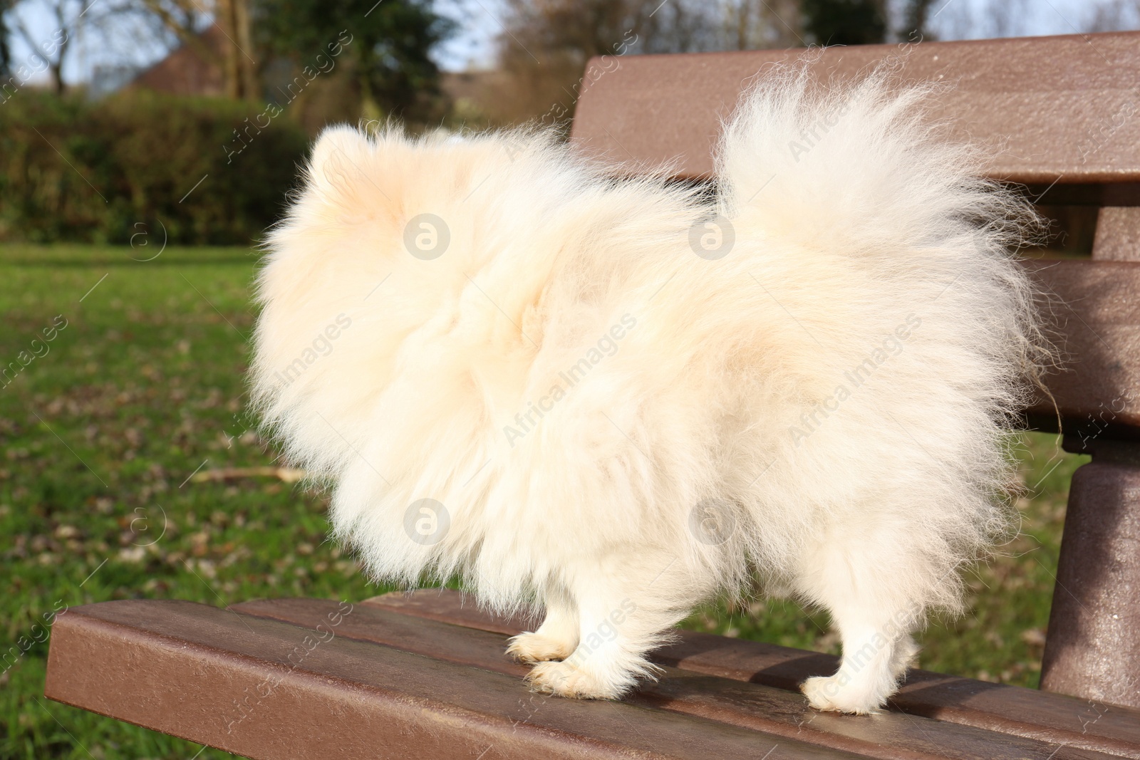 Photo of Cute fluffy Pomeranian dog on wooden bench outdoors. Lovely pet