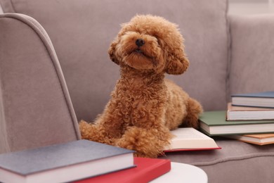 Photo of Cute Maltipoo dog with books on armchair. Lovely pet