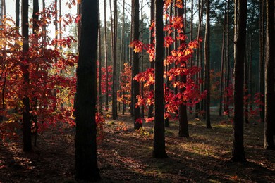 Picturesque view of forest with trees. Autumn season