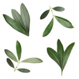 Image of Set with fresh green olive leaves on white background