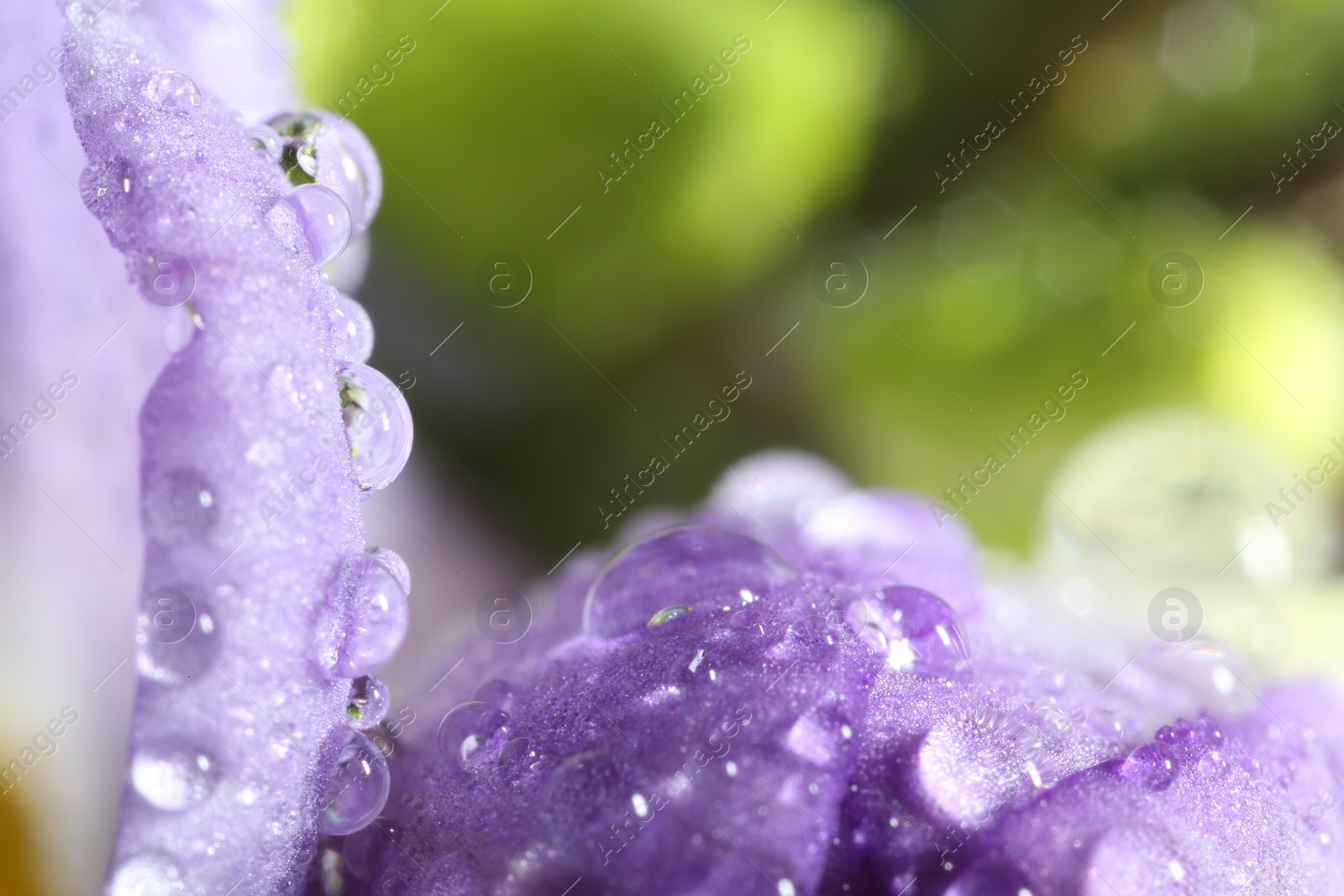 Photo of Beautiful flower with water drops, macro view