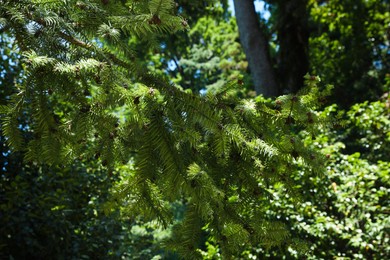 Photo of Beautiful branches of coniferous tree in park, closeup
