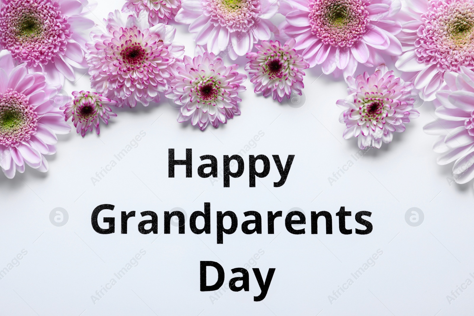 Photo of Beautiful violet flowers and phrase Happy Grandparents Day on white background, flat lay