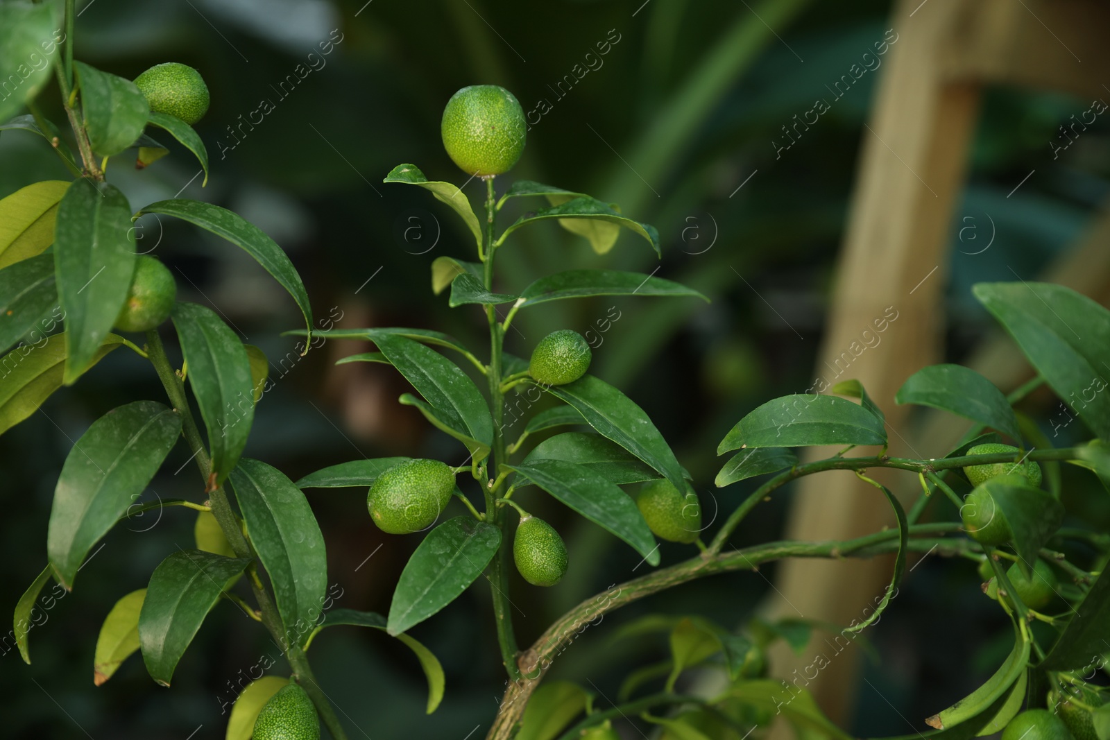 Photo of Unripe citruses growing on tree outdoors, closeup