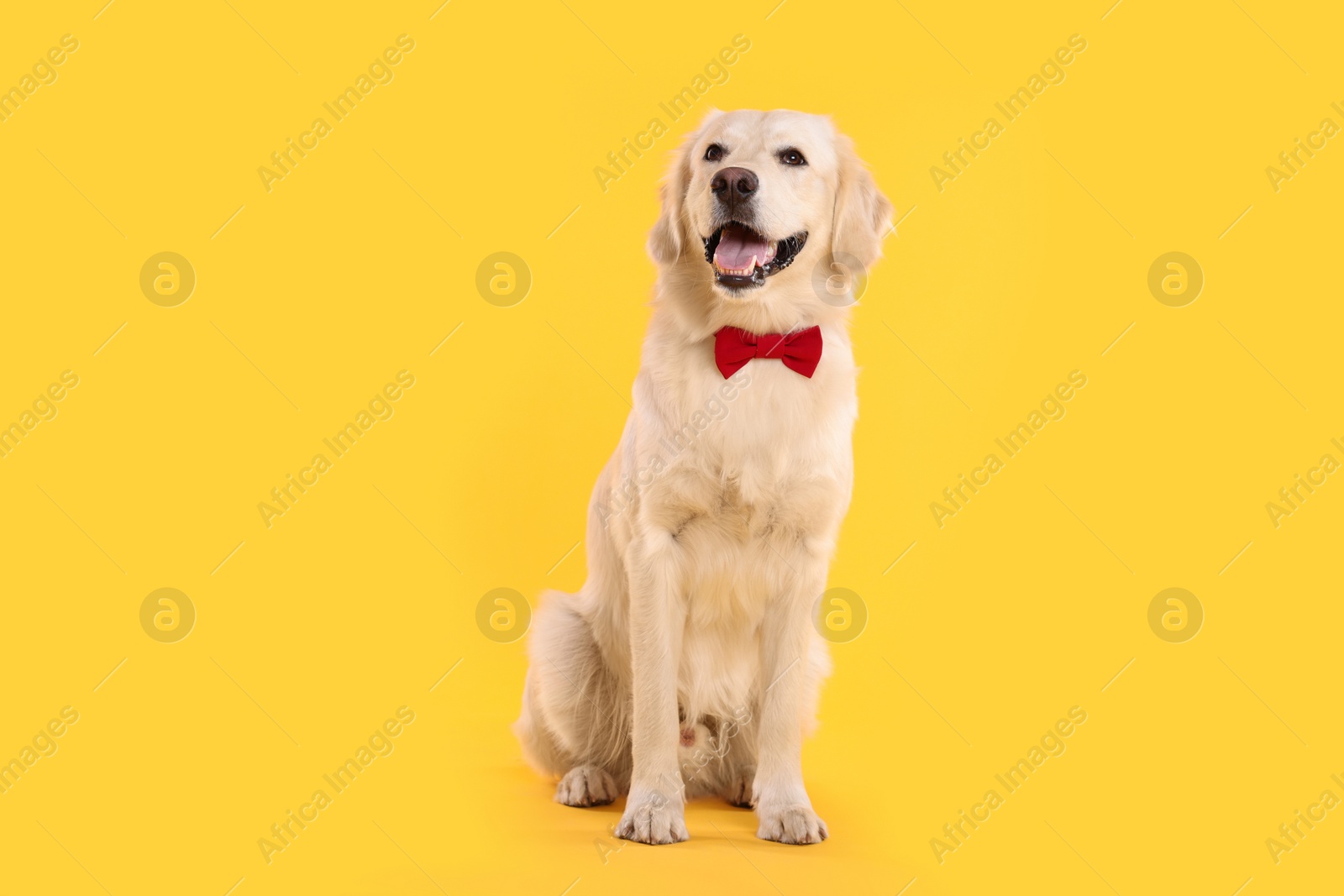 Photo of Cute Labrador Retriever with stylish bow tie on yellow background