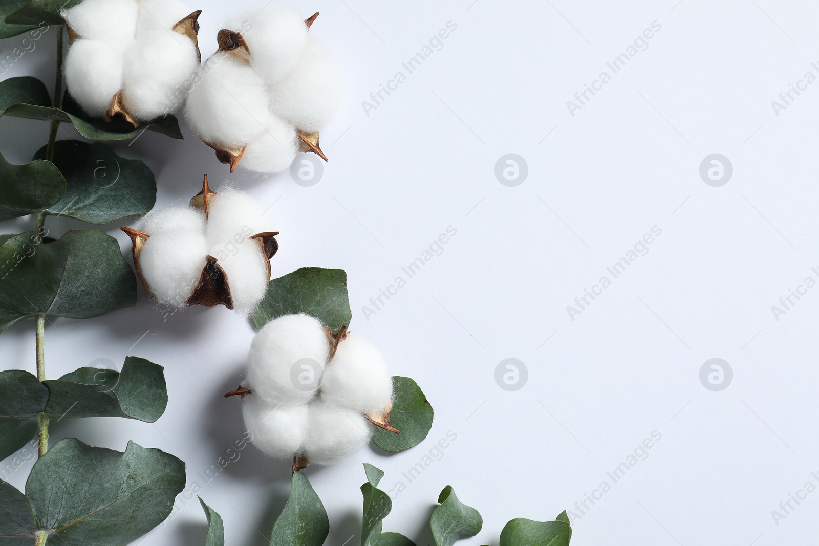 Photo of Fluffy cotton flowers and eucalyptus leaves on white background, flat lay. Space for text