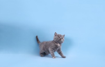 Photo of Cute little grey kitten on light blue background