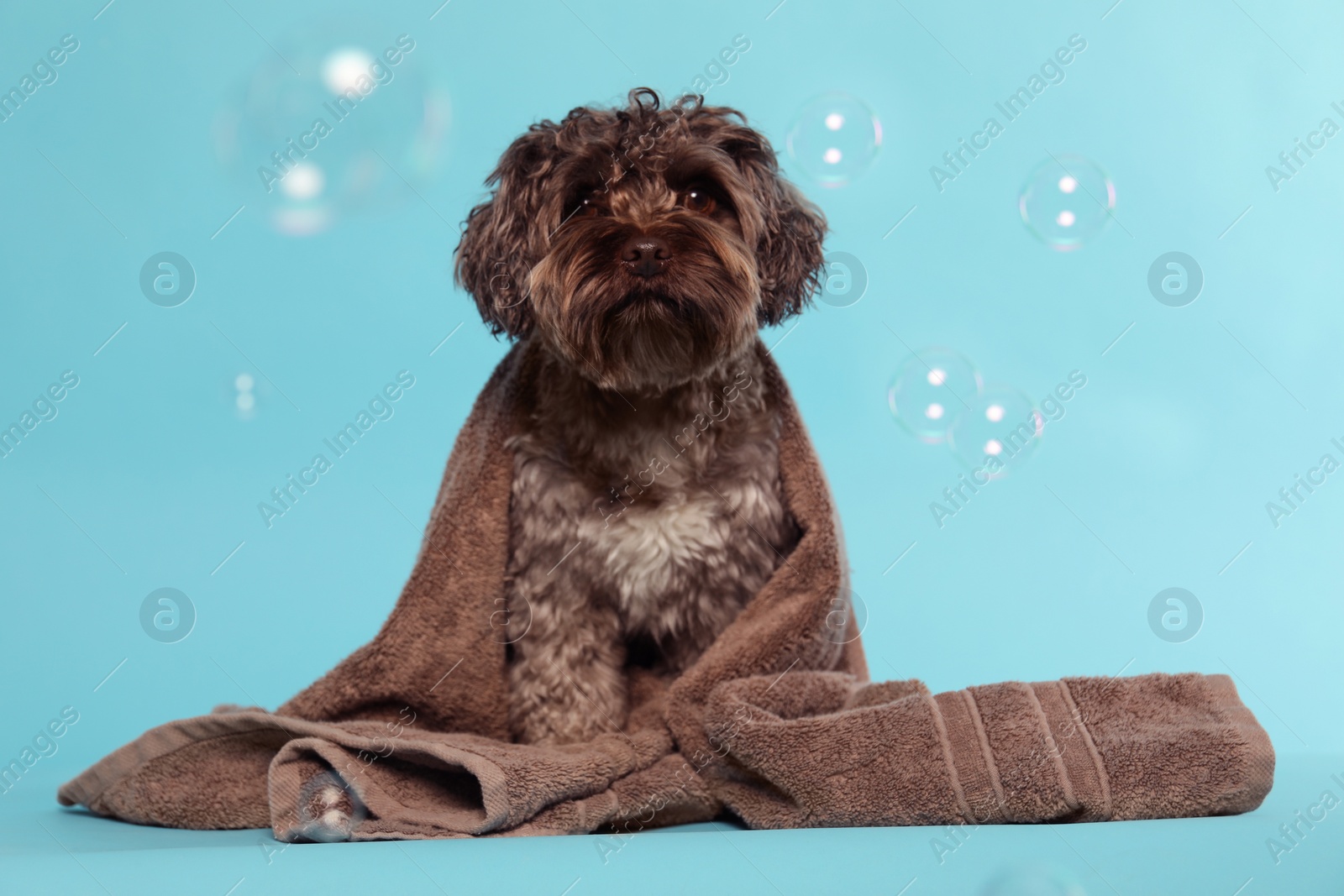 Photo of Cute dog with towel and bubbles on light blue background