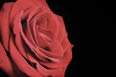 Photo of Beautiful rose on black background, closeup. Floral card design with dark vintage effect