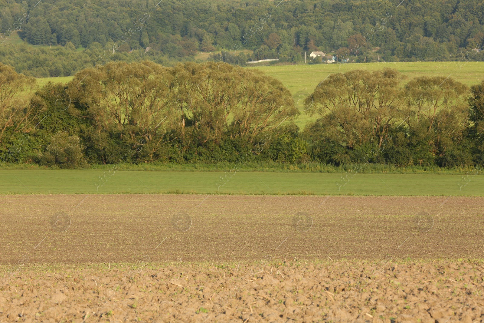 Photo of Beautiful agricultural field, green grass and trees outdoors