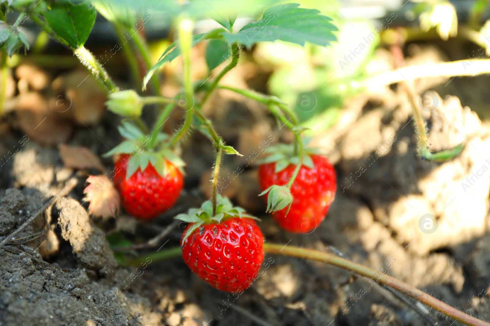 Photo of Strawberry plant with ripening berries growing in field, closeup