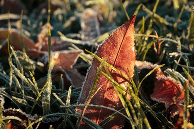 Beautiful yellowed leaves on grass covered with frost outdoors, closeup. Autumn season
