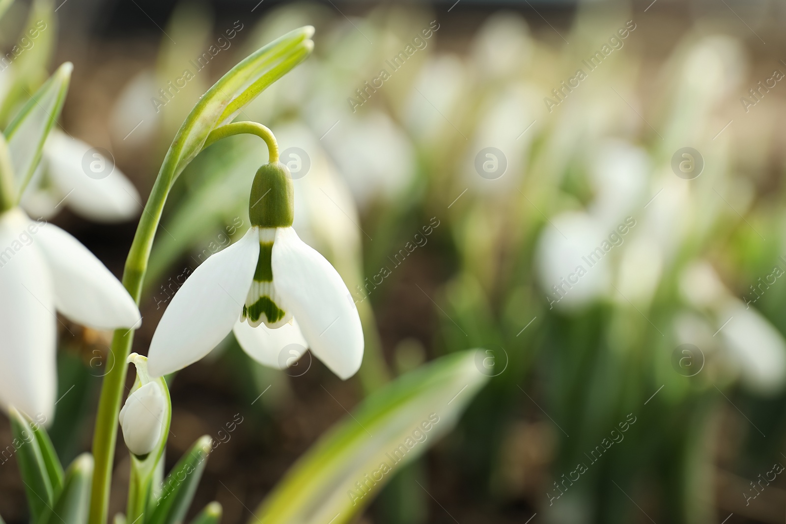 Photo of Beautiful snowdrop outdoors, closeup with space for text. Early spring flower