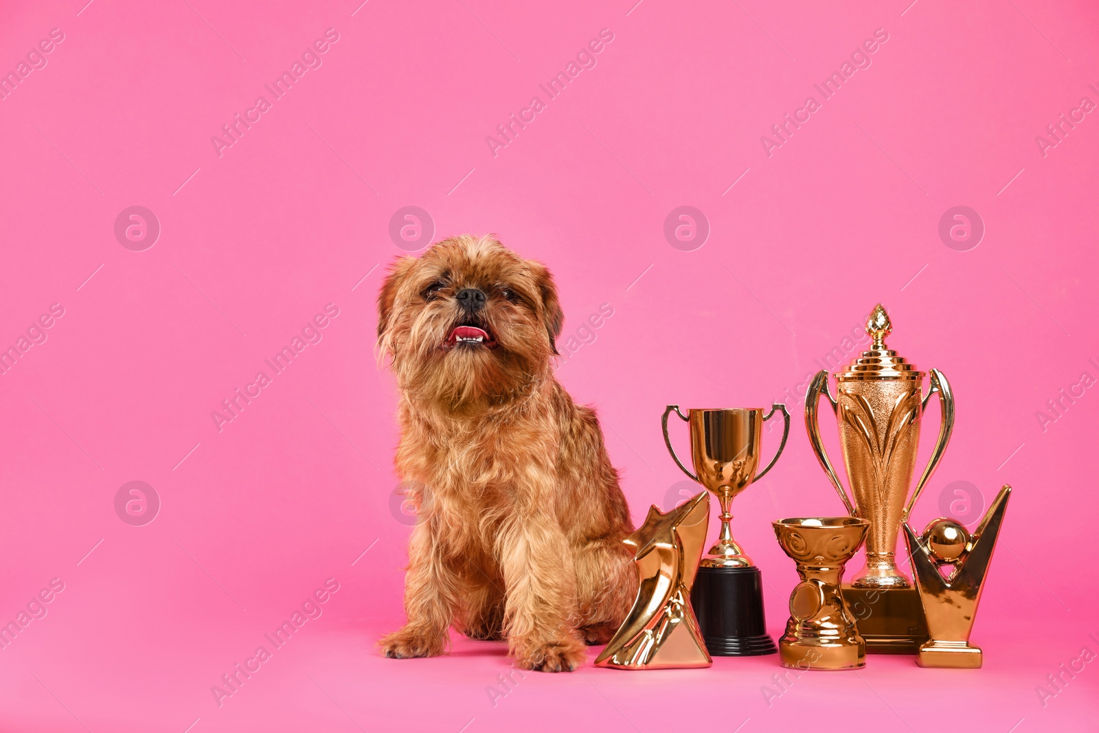 Photo of Cute Brussels Griffon dog with champion trophies on pink background