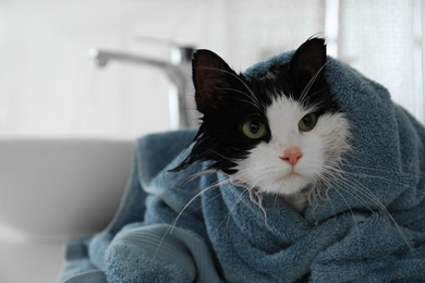 Cute wet cat wrapped with towel in bathroom