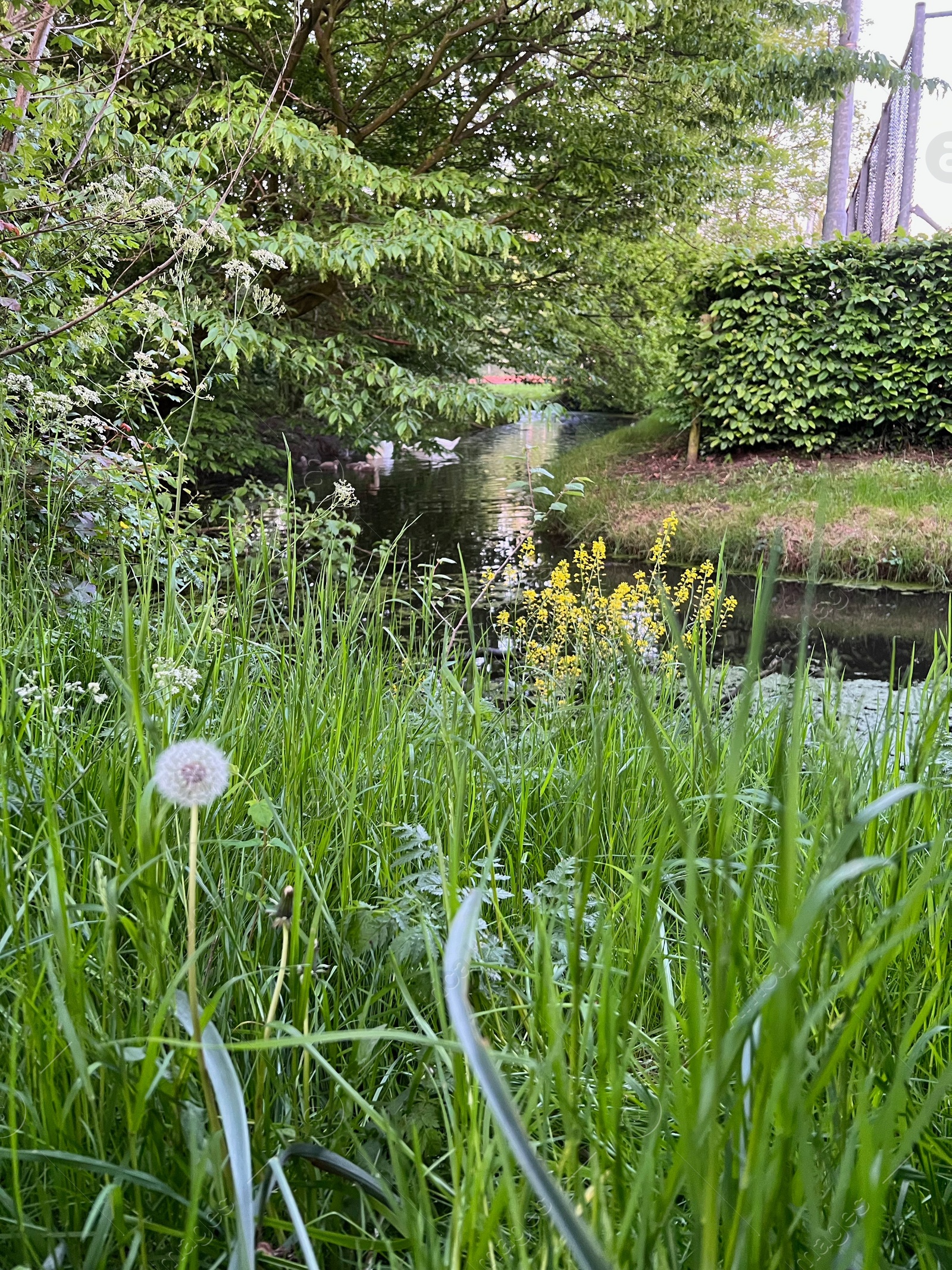 Photo of Beautiful dandelions and green grass growing near river outdoors