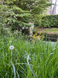 Beautiful dandelions and green grass growing near river outdoors