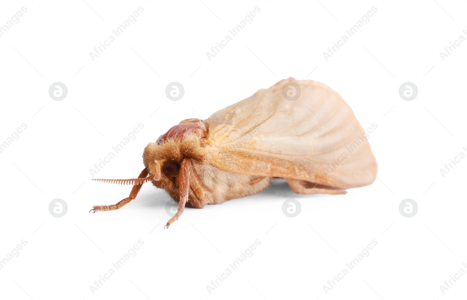 Photo of Brown common clothing moth isolated on white