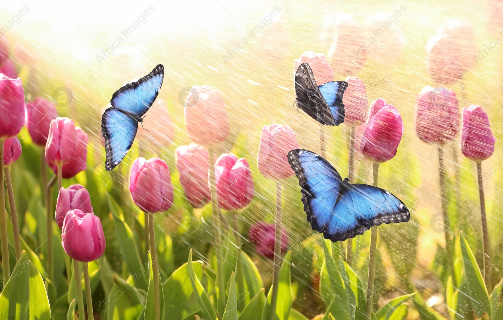 Image of Beautiful butterflies and blossoming tulips outdoors on sunny spring day