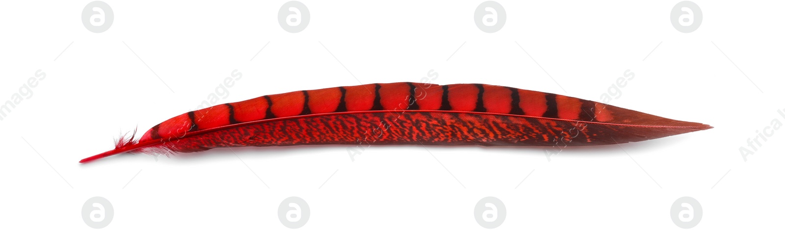 Photo of Beautiful red bird feather isolated on white, top view