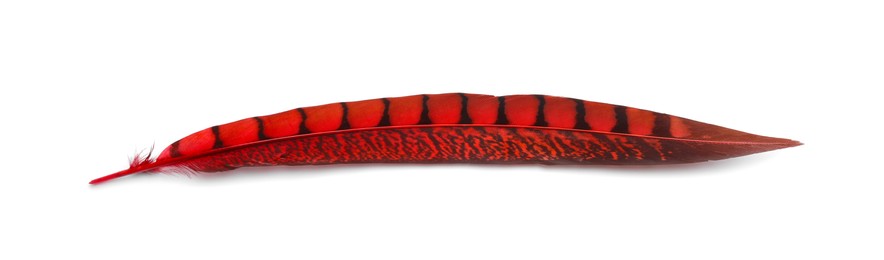 Photo of Beautiful red bird feather isolated on white, top view