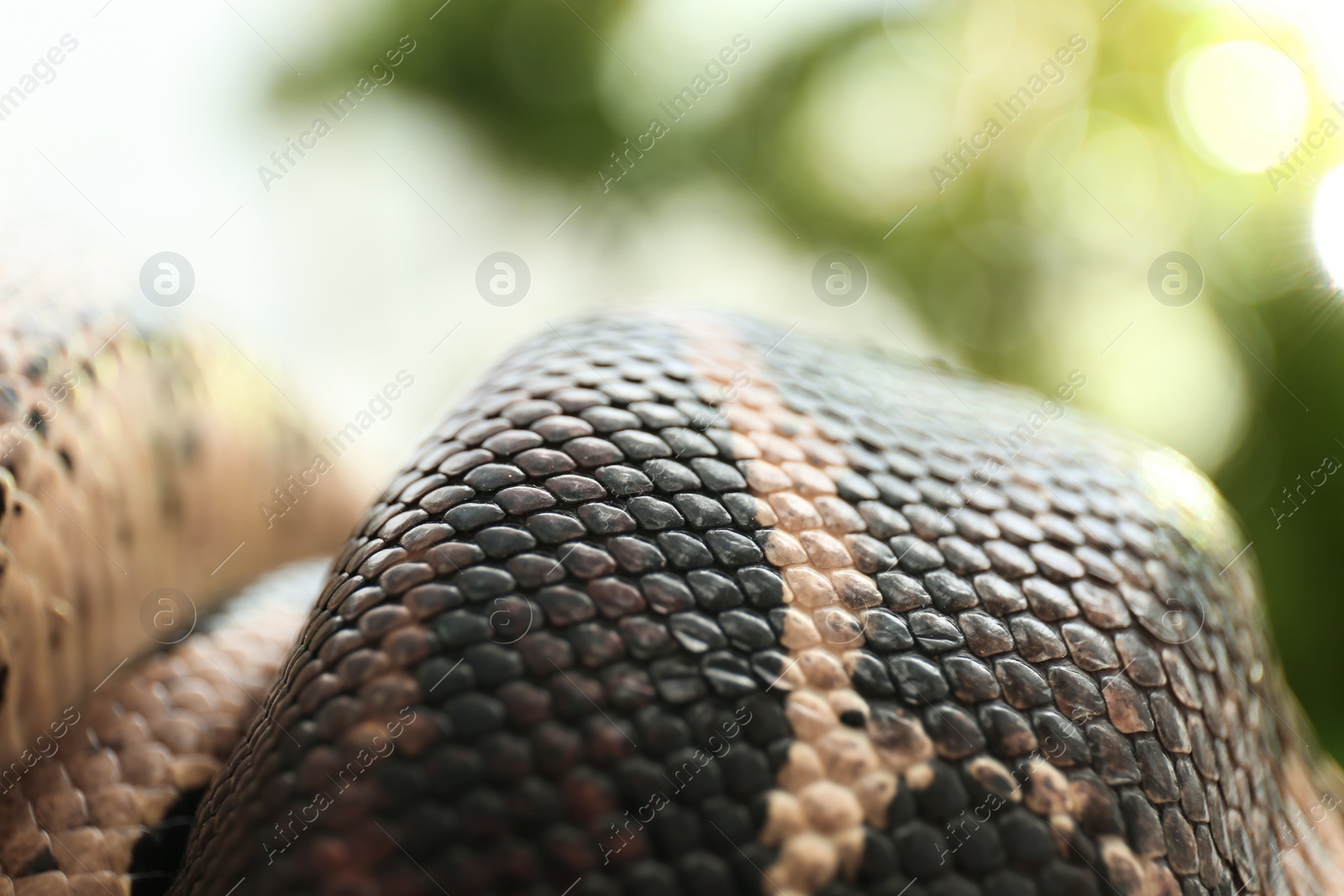 Photo of Brown boa constrictor outdoors, closeup. Exotic snake