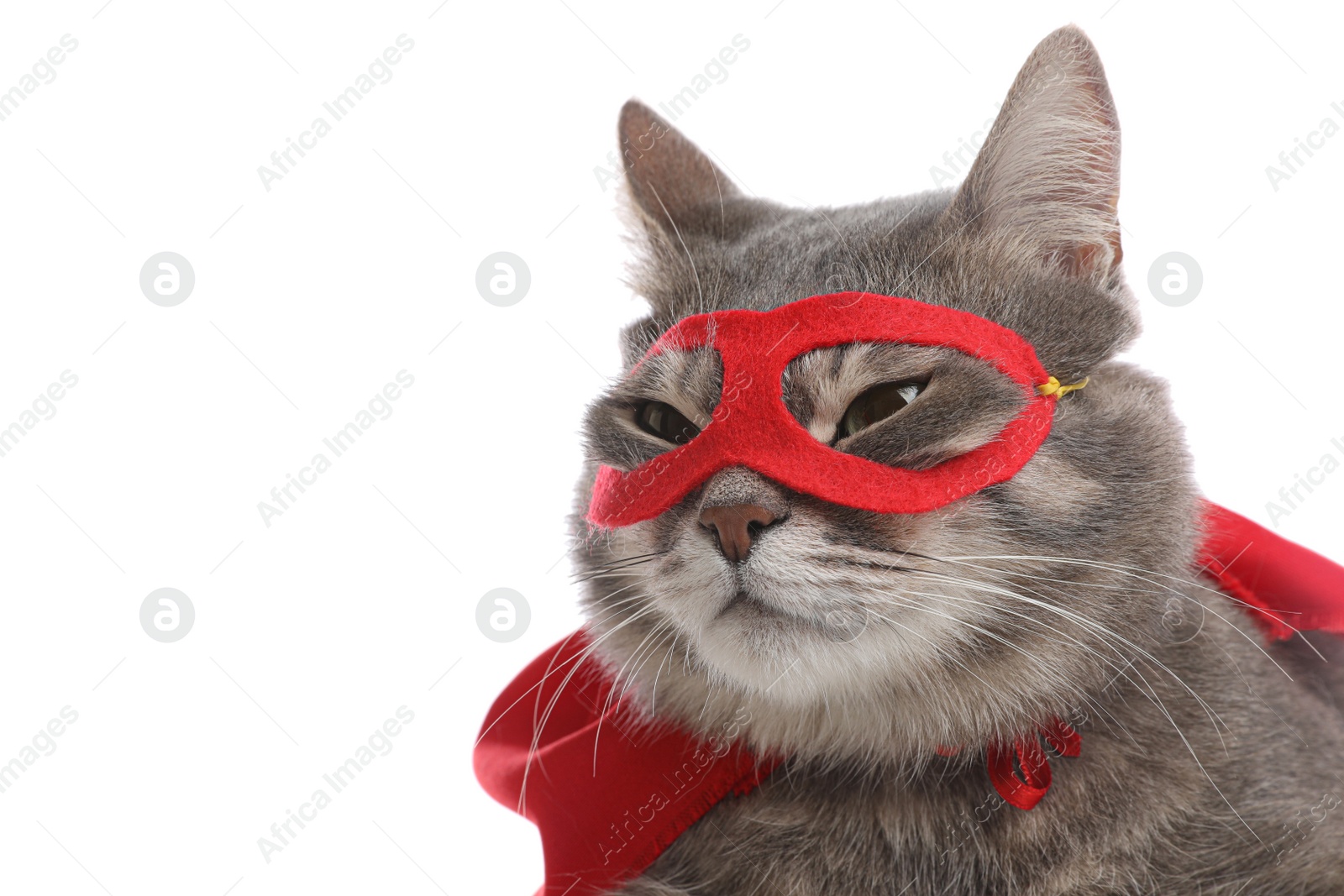 Photo of Adorable cat in red superhero cape and mask on white background, closeup