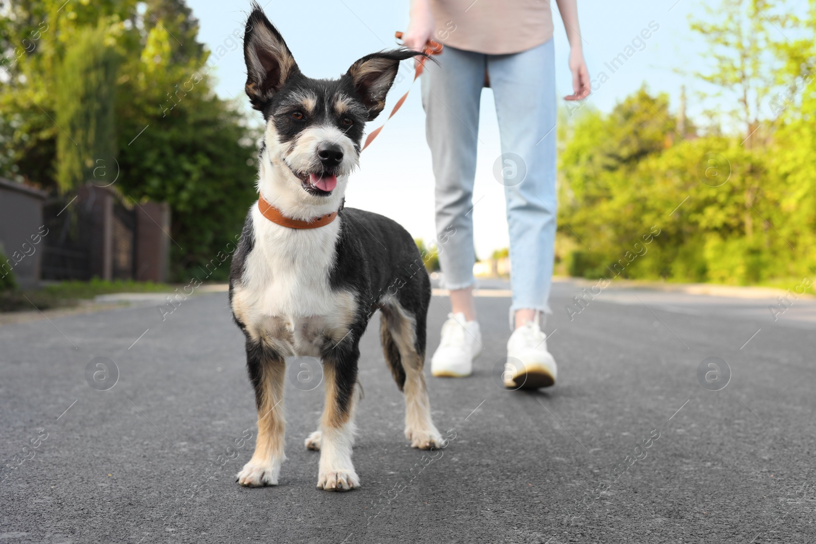 Photo of Woman walking her cute dog on city street, closeup