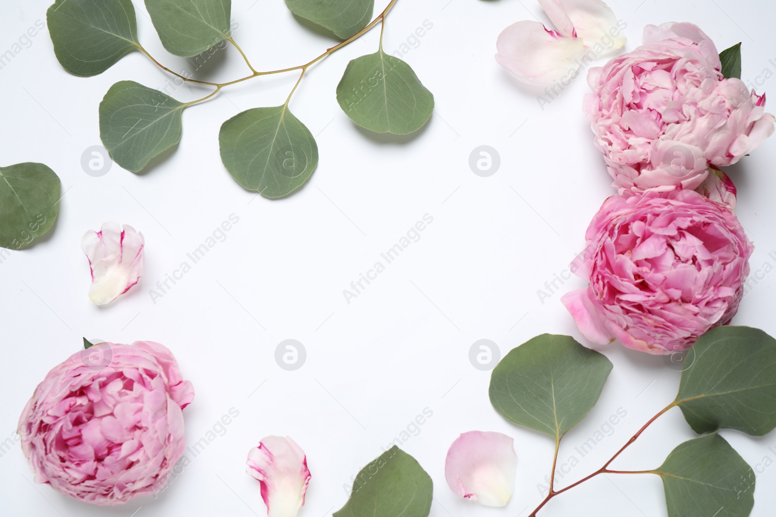 Photo of Frame made of beautiful peonies on white background, flat lay with space for text. Floral composition